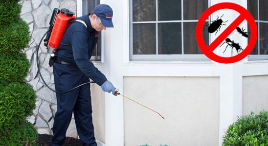 Kadıköy Pire İlaçlama böcek ilaçlama ve haşere kontrolü — ilaclama-tr.com